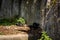 A young, lazyÂ himalayan black bear (Ursus thibetanus) lying in his lair.